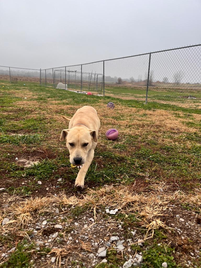 Enlarge Patrick, a Adoptable mixed breed in Hopkinsville, KY image 4/5