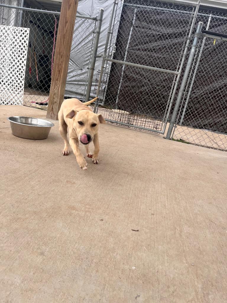 Enlarge Patrick, a Adoptable mixed breed in Hopkinsville, KY image 4/5