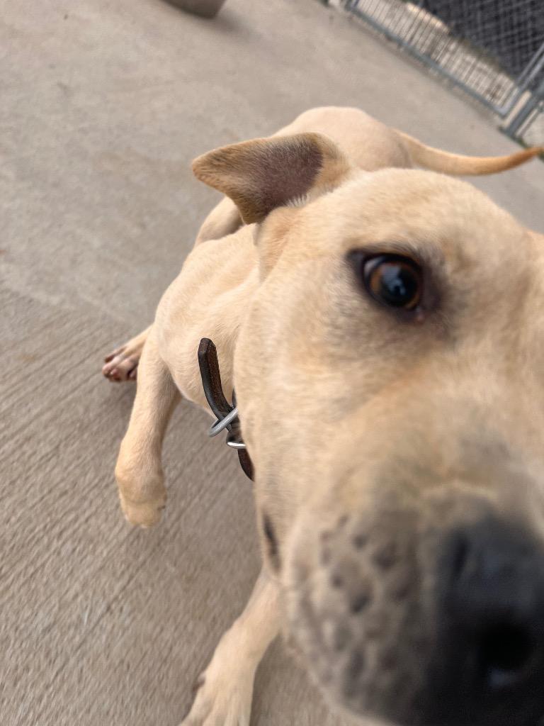 Enlarge Patrick, a Adoptable mixed breed in Hopkinsville, KY image 5/5