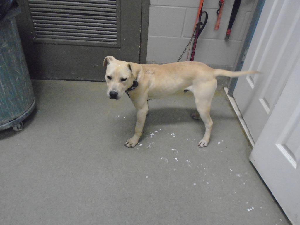 Enlarge Patrick, a Adoptable mixed breed in Hopkinsville, KY image 5/5