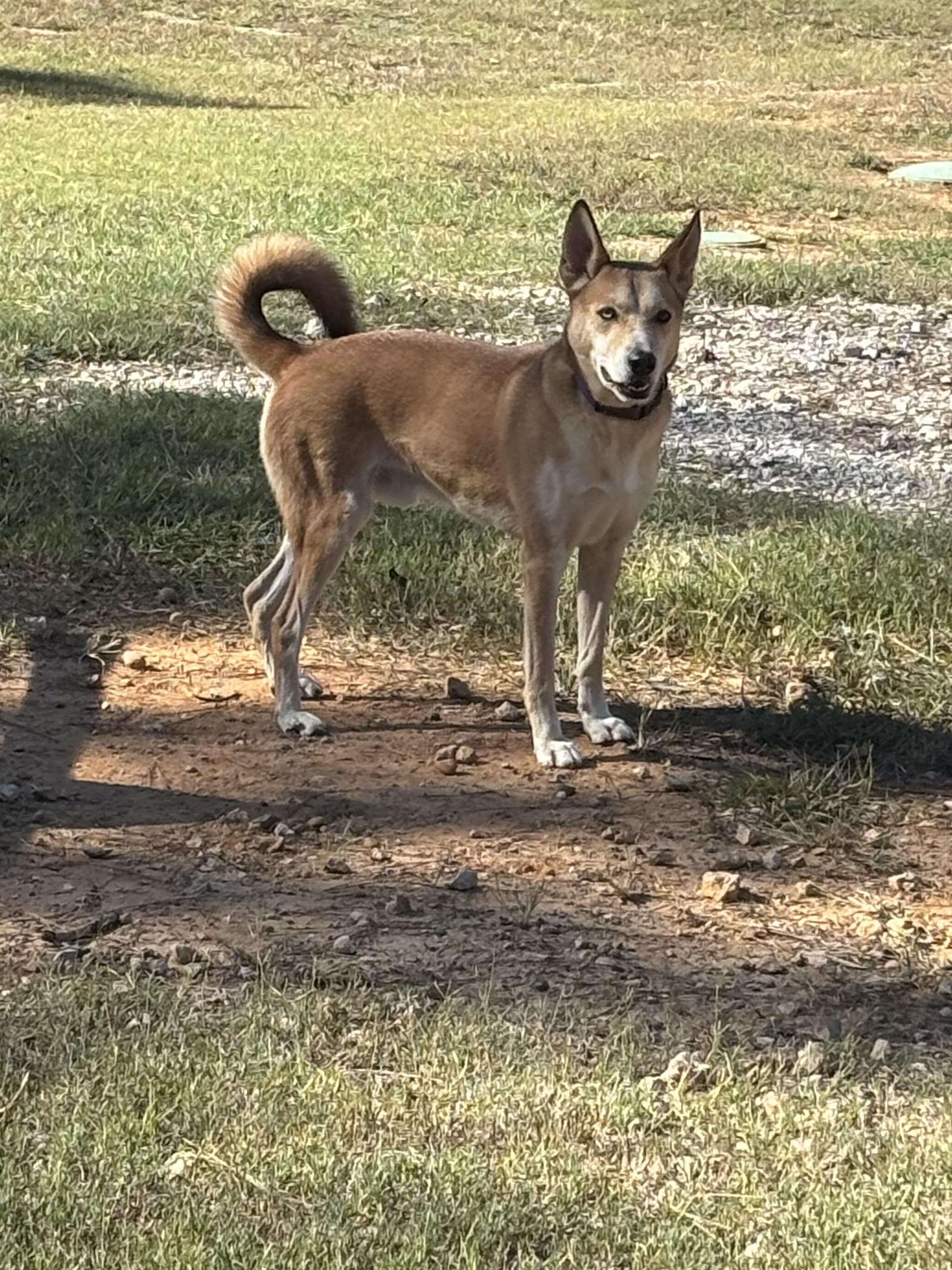 Enlarge Gunner, a Adoptable mixed breed in Coldspring, TX image 1/5
