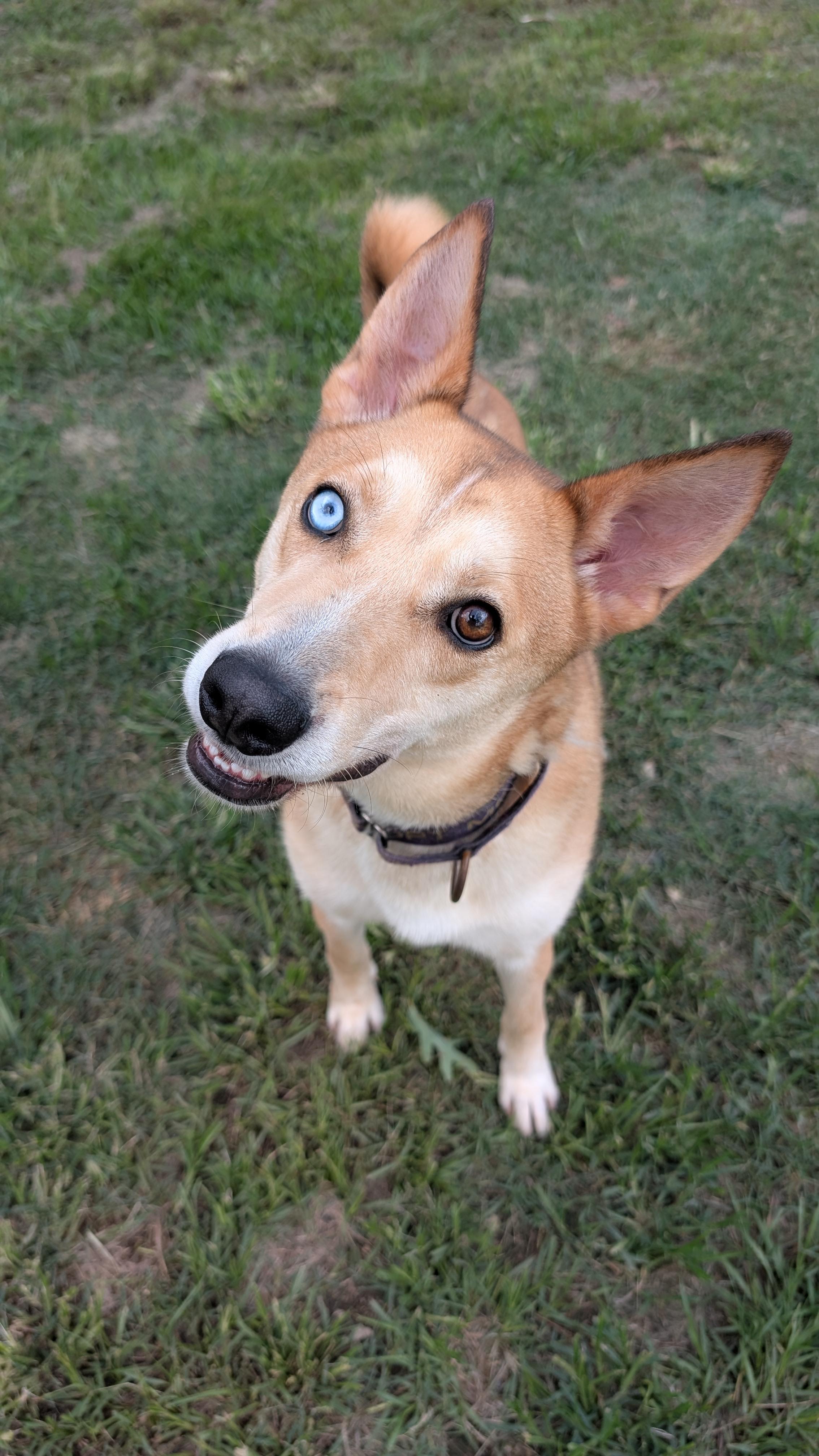 Gunner, Adult Male Husky