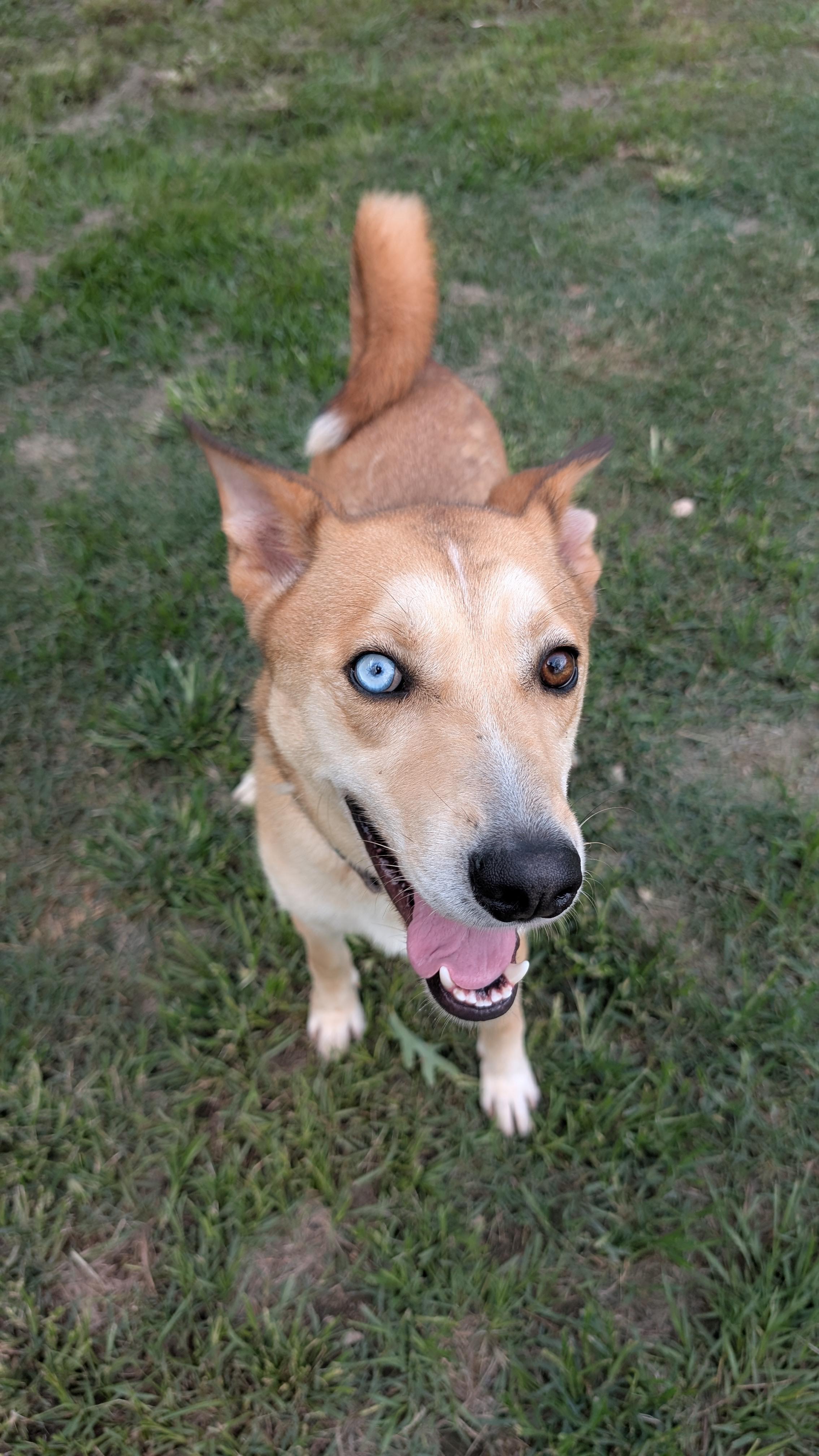 Enlarge Gunner, a Adoptable mixed breed in Coldspring, TX image 4/5