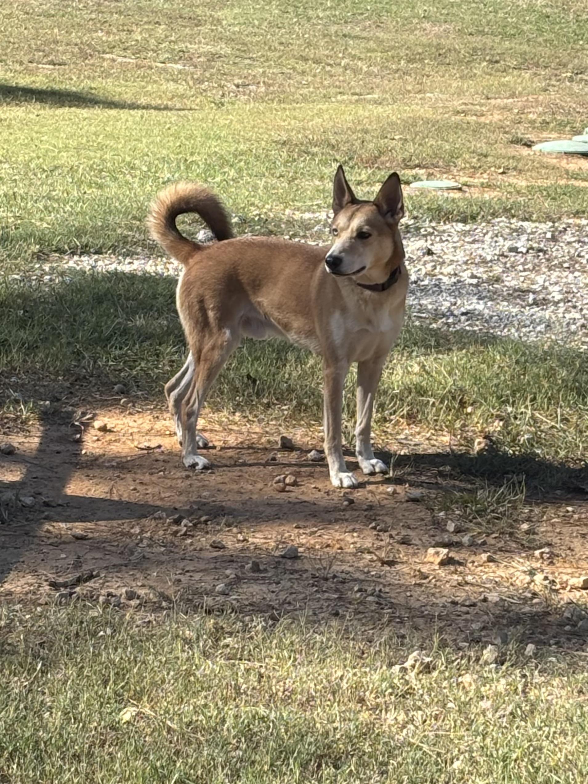 Enlarge Gunner, a Adoptable mixed breed in Coldspring, TX image 3/5