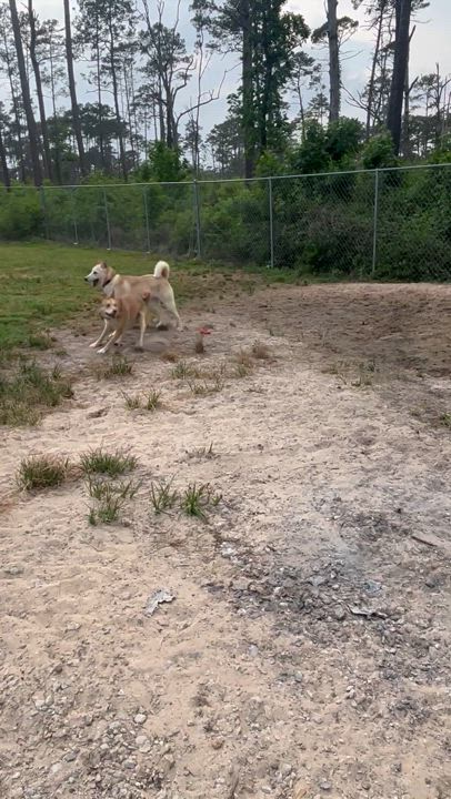 Enlarge Gunner, a Adoptable mixed breed in Coldspring, TX video 5/5