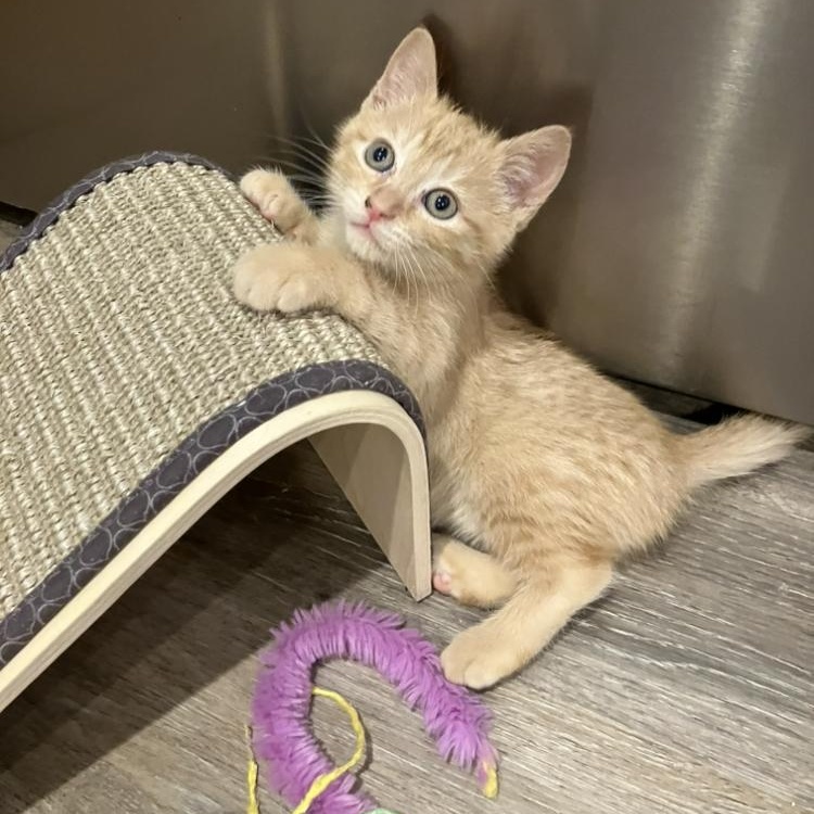 Enlarge Peachy, an adopted mixed breed in Omaha, NE image 1/1