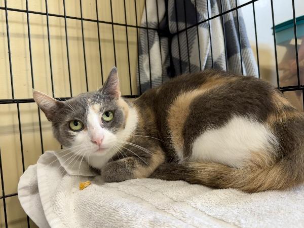 SHASTA, a Adoptable Dilute Tortoiseshell in Fishers, IN image 2/2