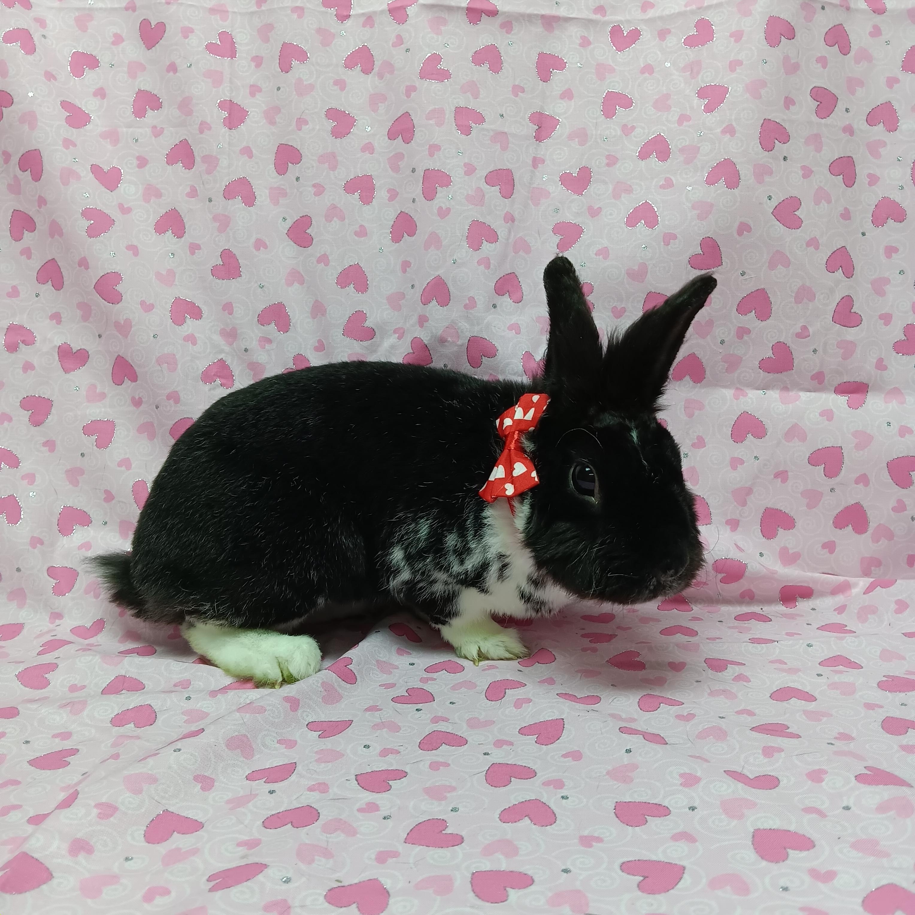 Oso, adopted, Adult Male Bunny Rabbit.