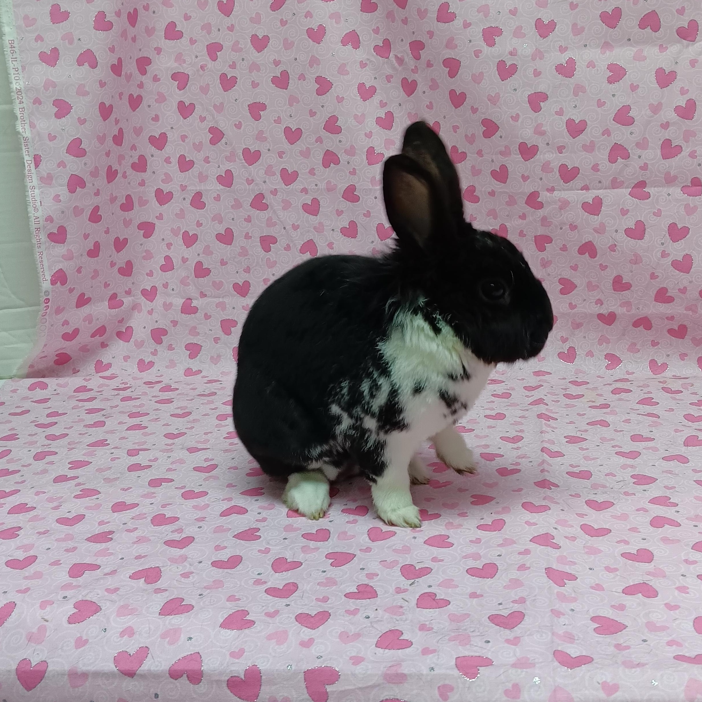 Enlarge Oso, an adopted Bunny Rabbit in Harrisburg, PA image 2/2