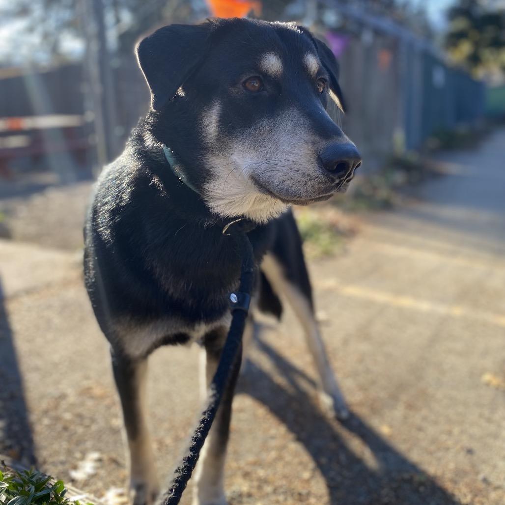 Brian, Adoptable, Young Male Labrador Retriever & Husky.