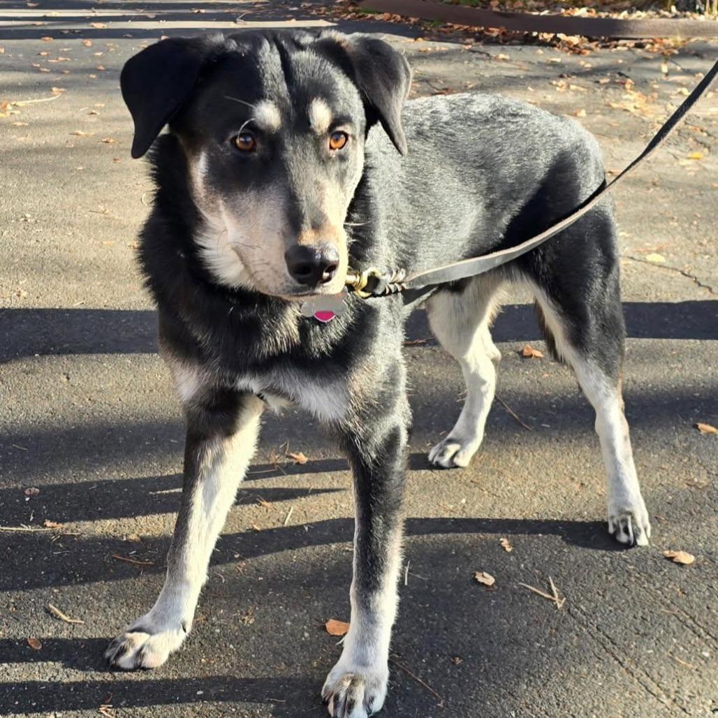 Enlarge Brian, a Adoptable mixed breed in Mount Shasta, CA image 2/5