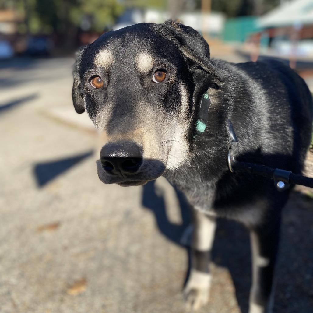 Enlarge Brian, a Adoptable mixed breed in Mount Shasta, CA image 2/2