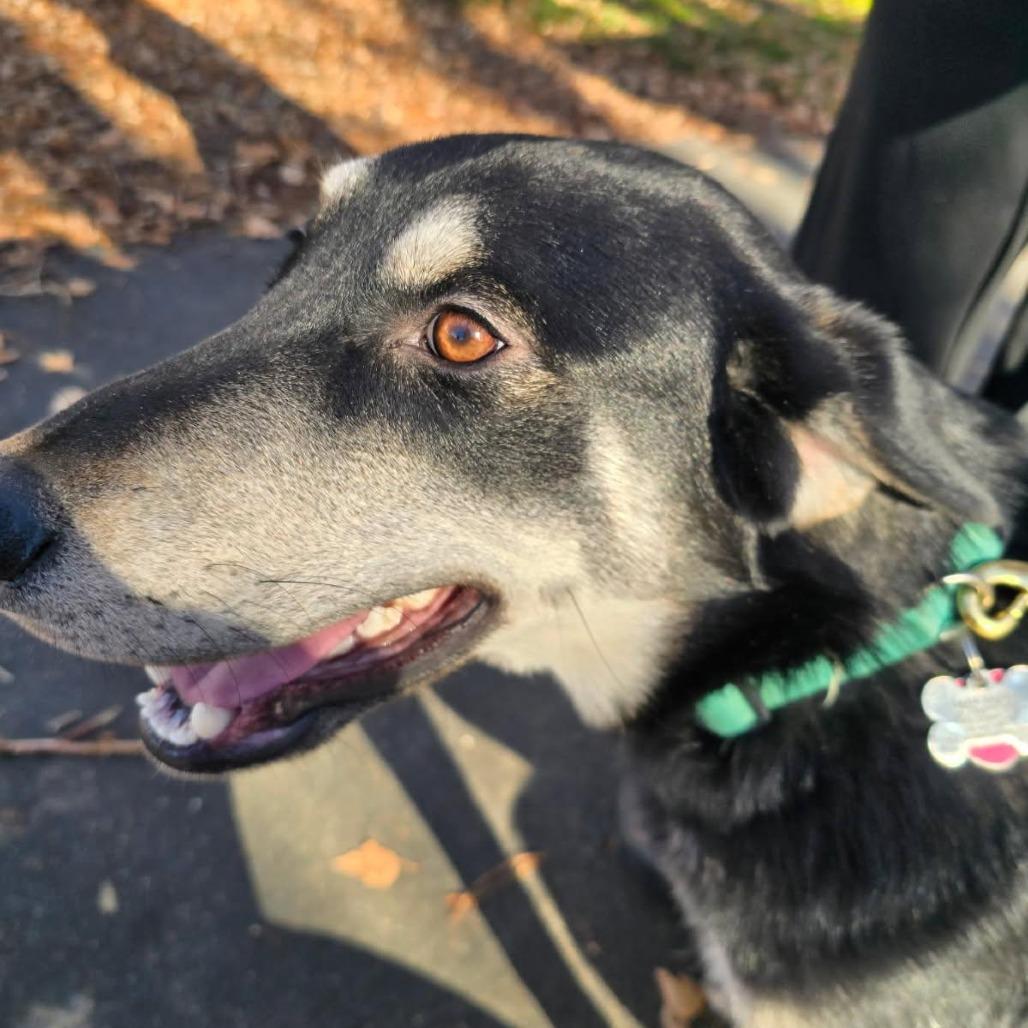 Enlarge Brian, a Adoptable mixed breed in Mount Shasta, CA image 4/5