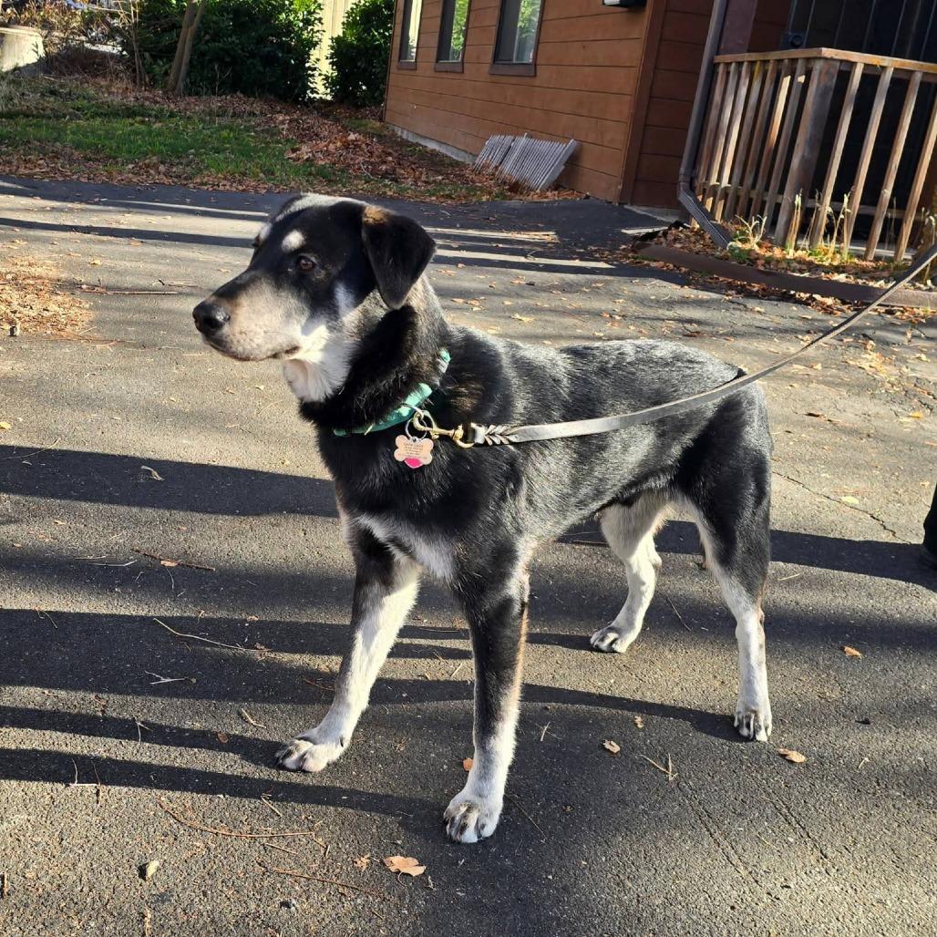 Enlarge Brian, a Adoptable mixed breed in Mount Shasta, CA image 5/5