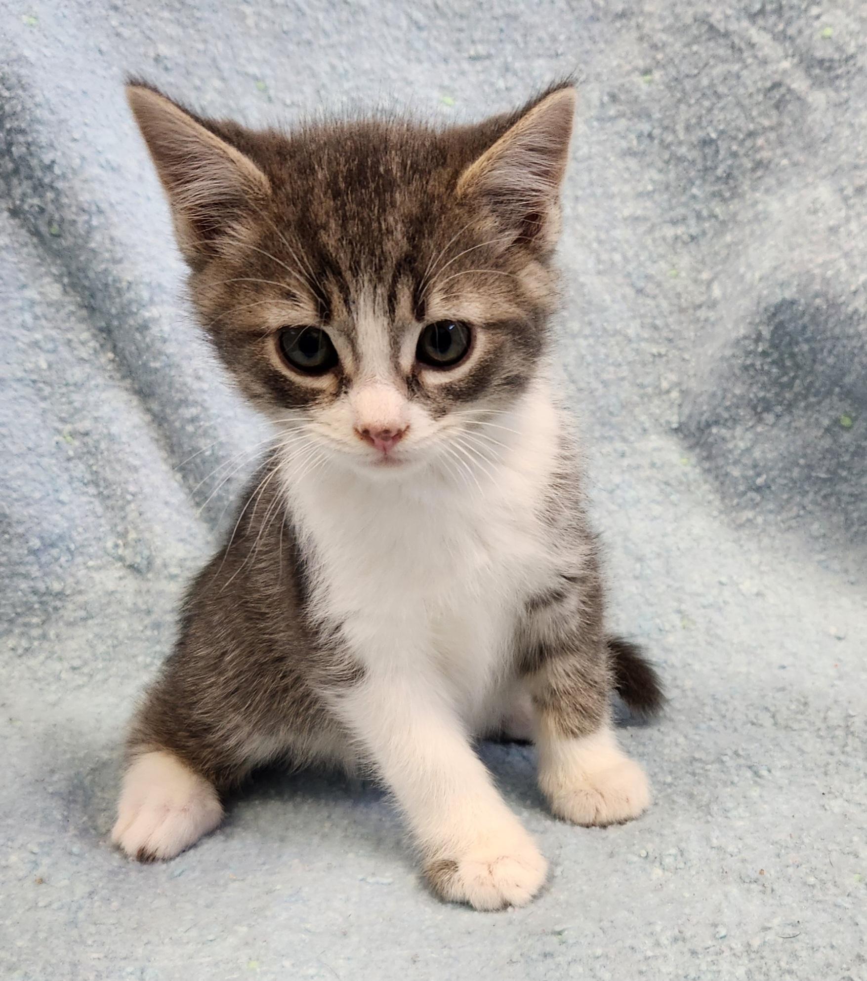 Harvest, ADOPTABLE, Kitten Male Tabby & Domestic Short Hair.
