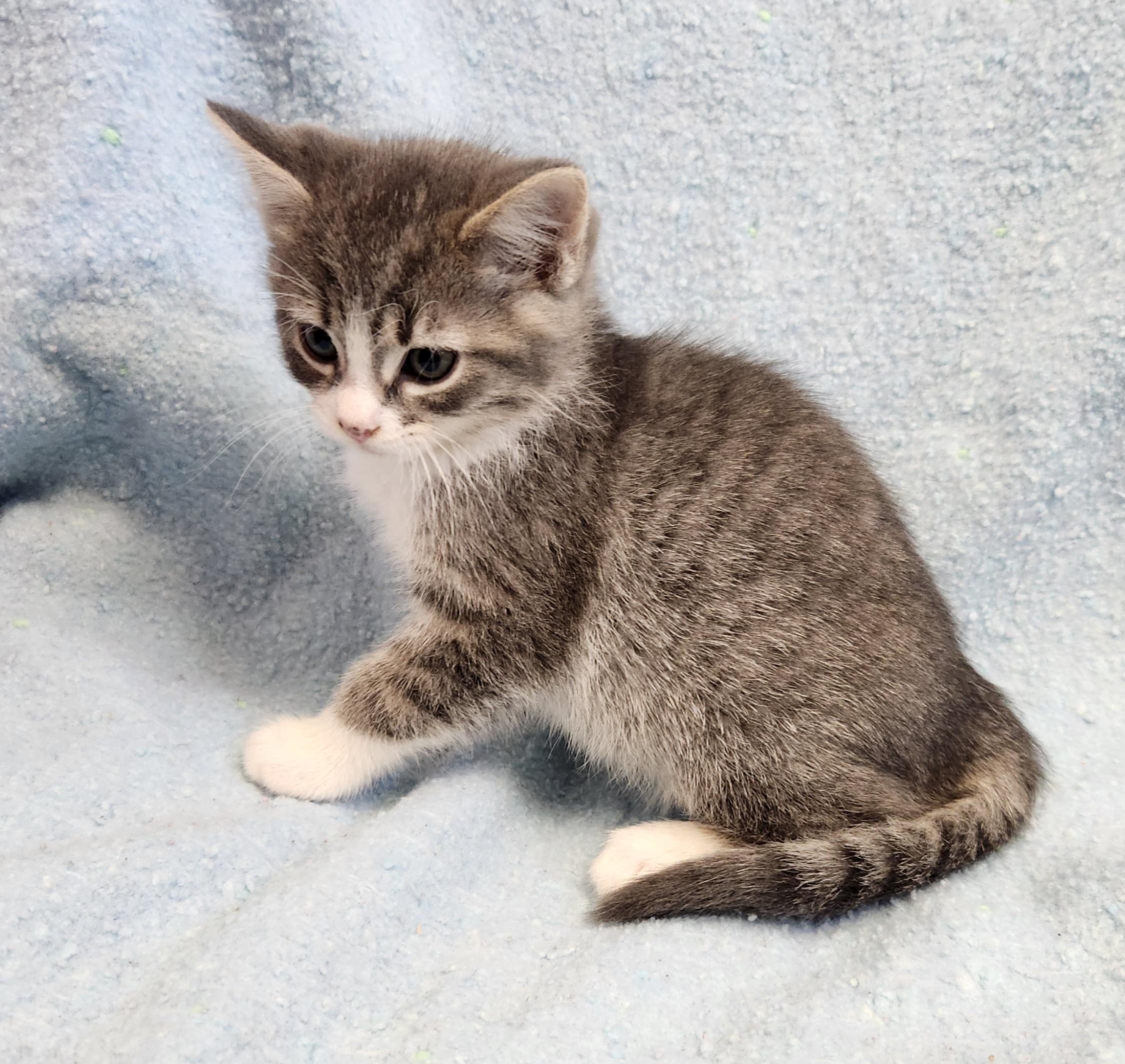 Enlarge Harvest, a ADOPTABLE mixed breed in Siloam Springs, AR image 3/3