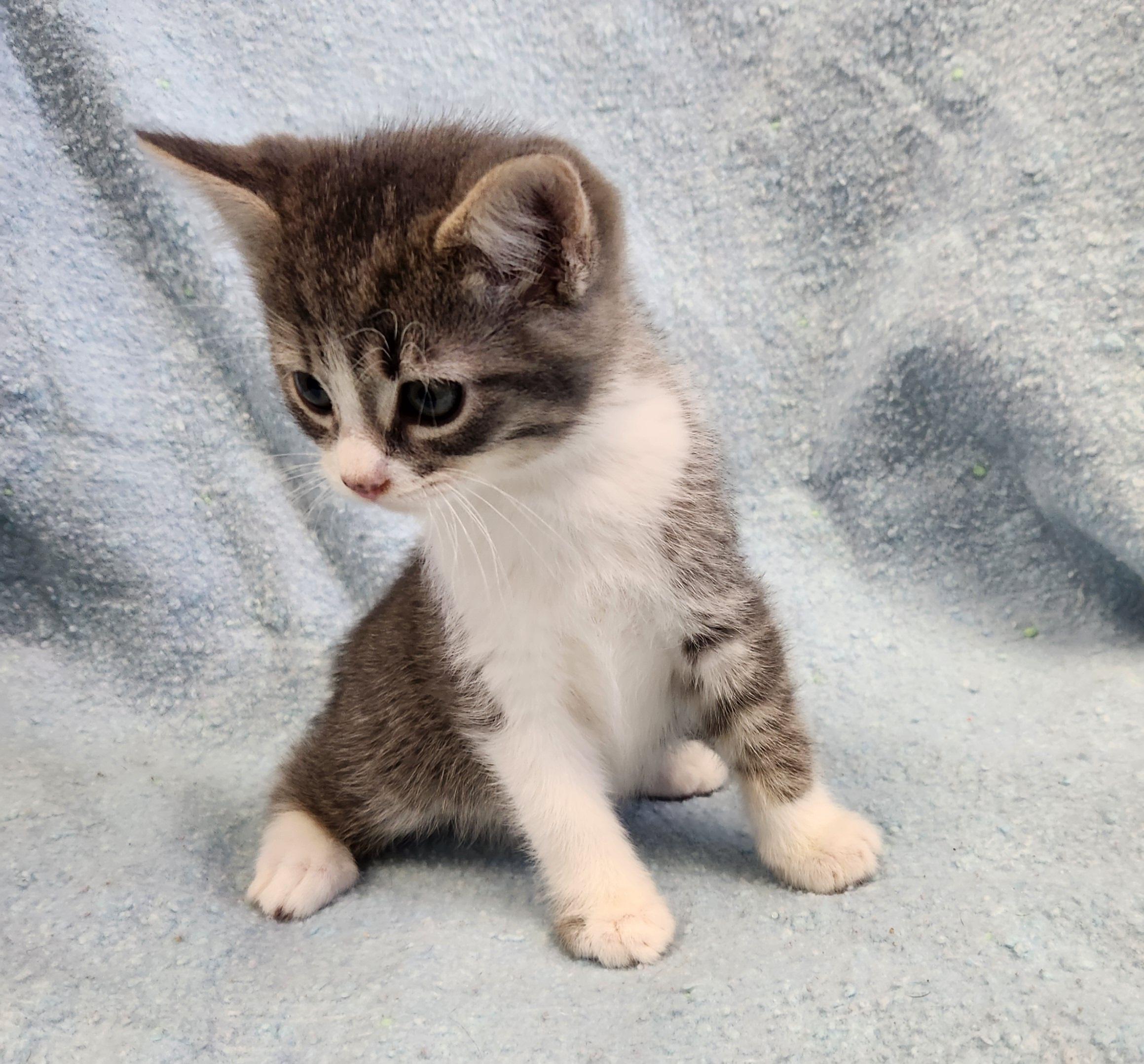 Enlarge Harvest, a ADOPTABLE mixed breed in Siloam Springs, AR image 2/3