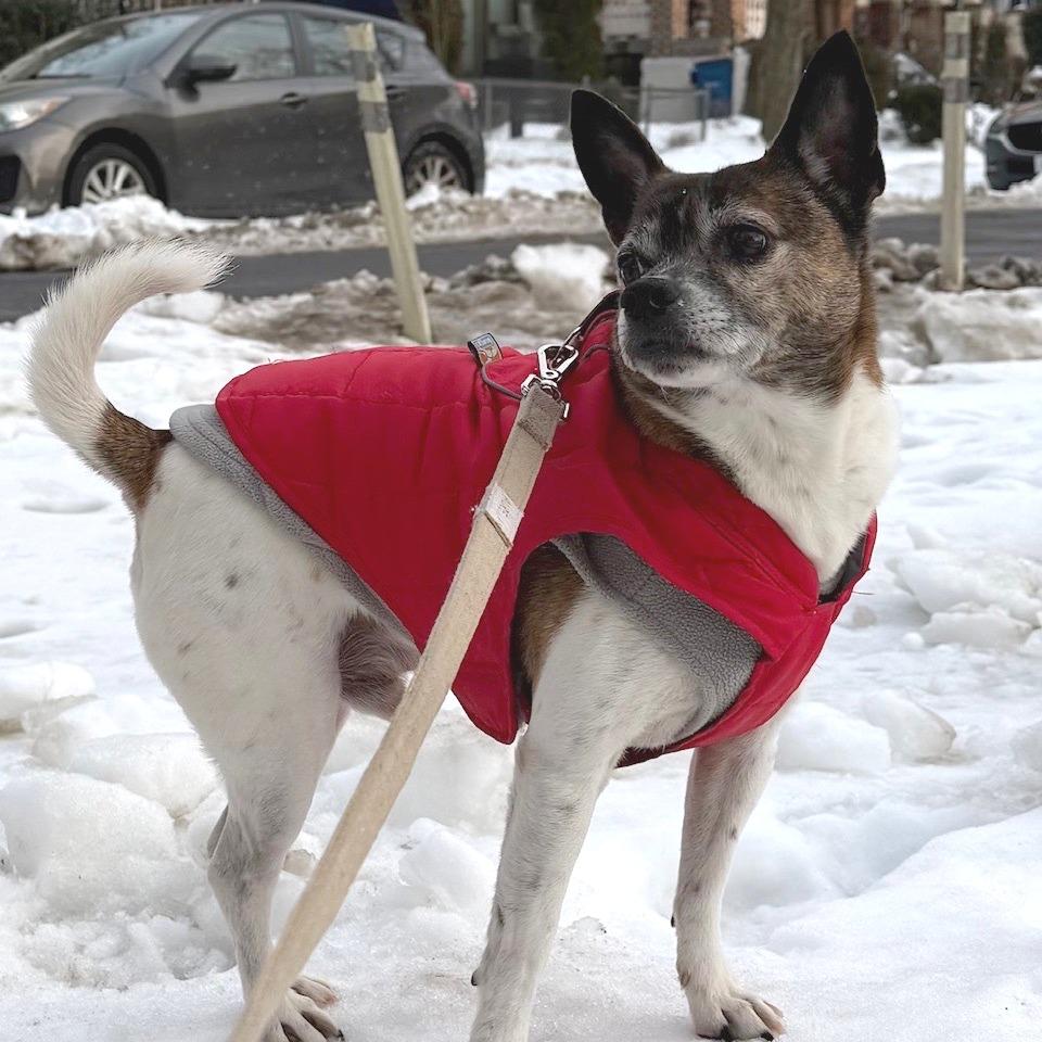 Gimlet fka Snaggle Tooth