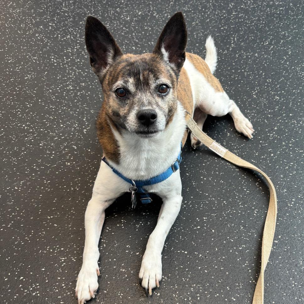 Gimlet fka Snaggle Tooth — thumbnail 2