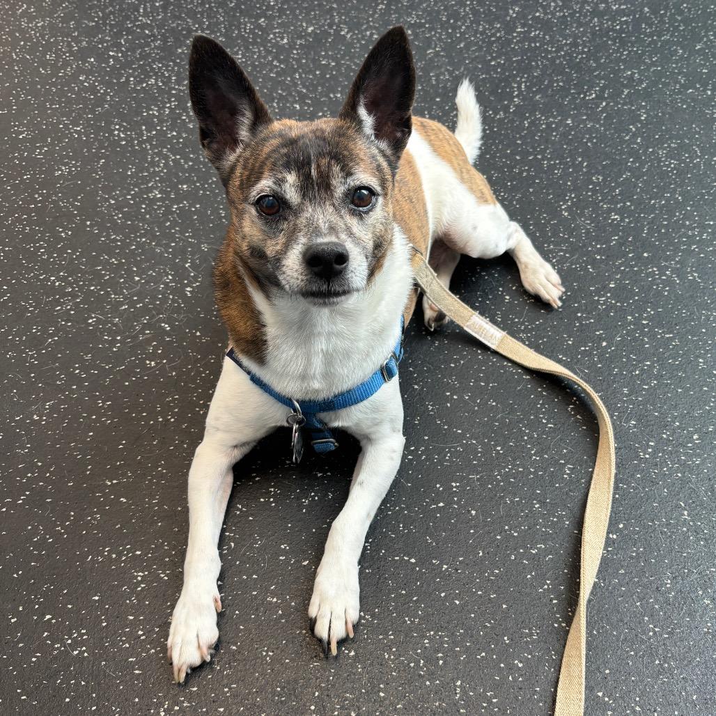 Gimlet Fka Snaggle Tooth