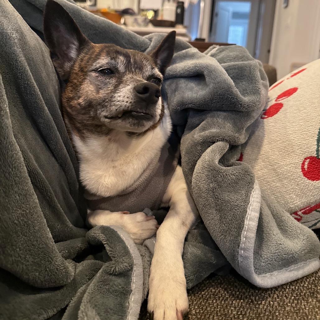 Gimlet fka Snaggle Tooth — thumbnail 4