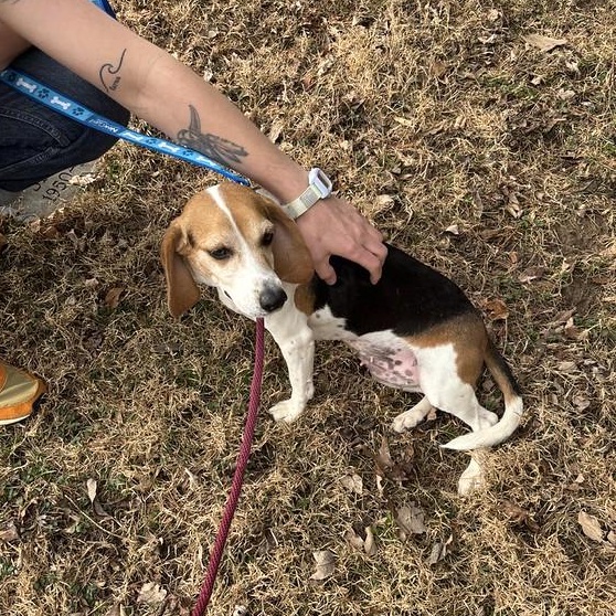 Enlarge Bunny, an adopted mixed breed in Thornton, PA image 3/4