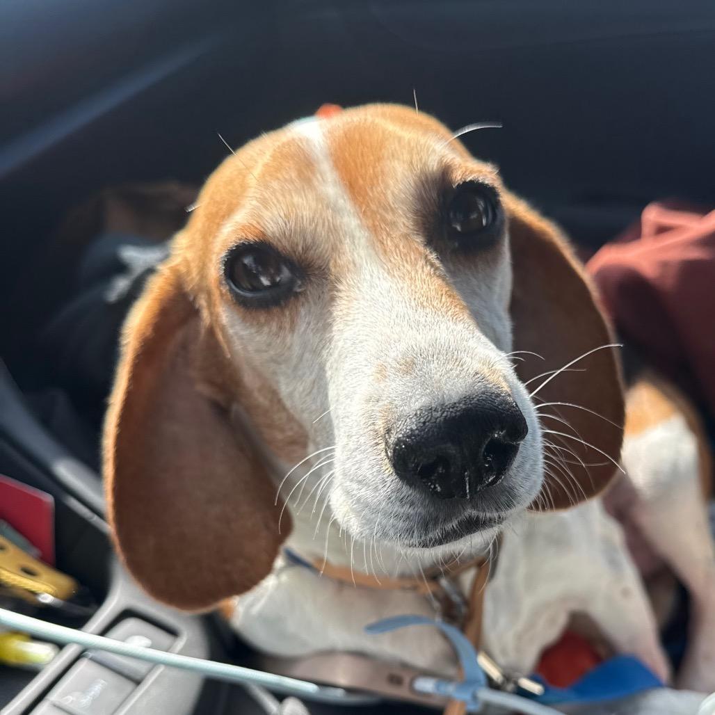 Bunny, adopted, Adult Female Beagle.