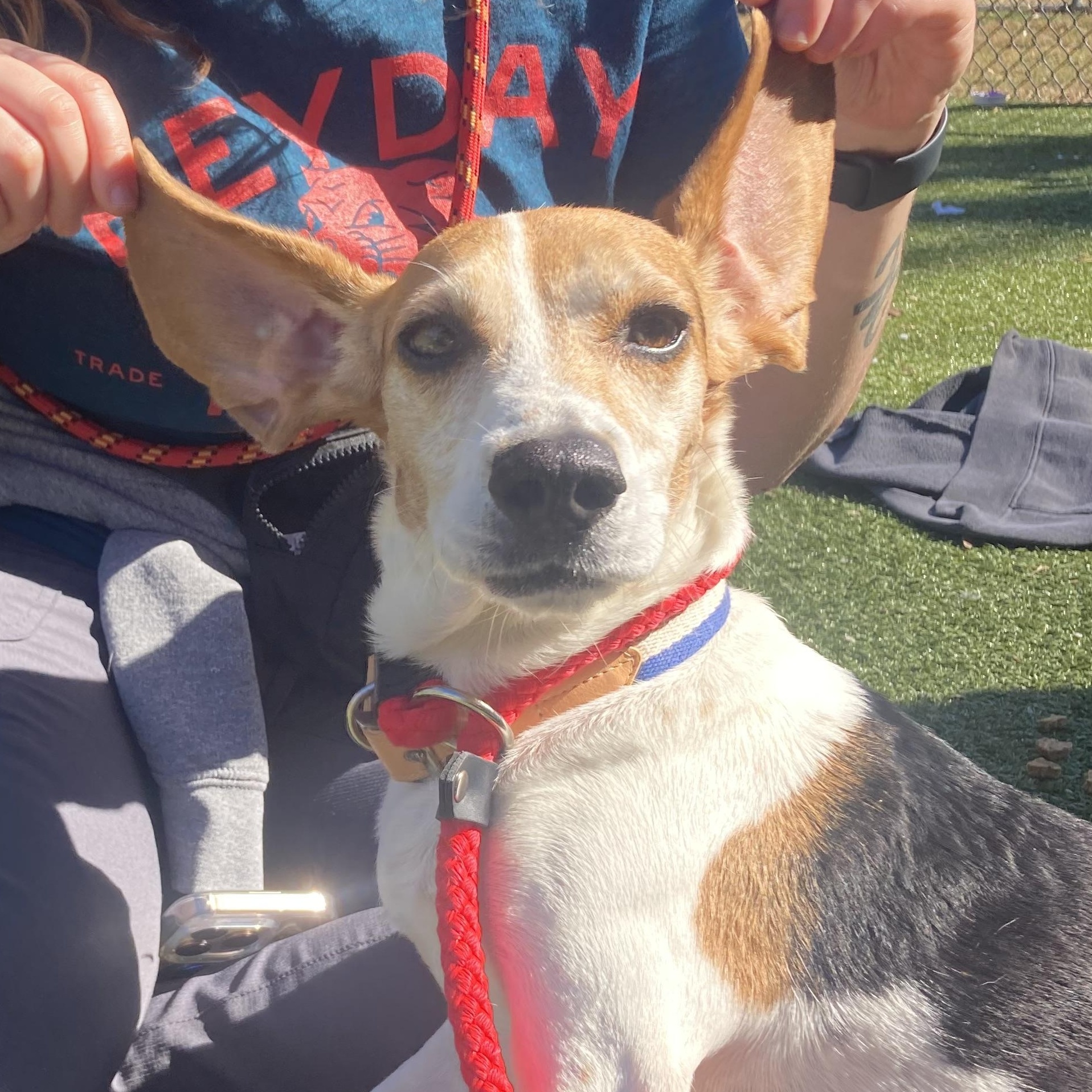 Enlarge Bunny, an adopted mixed breed in Thornton, PA image 2/4