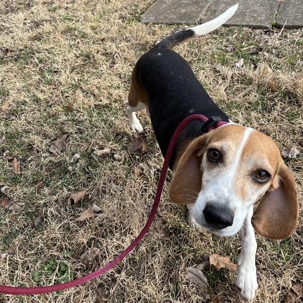 Enlarge Bunny, an adopted mixed breed in Thornton, PA image 4/4
