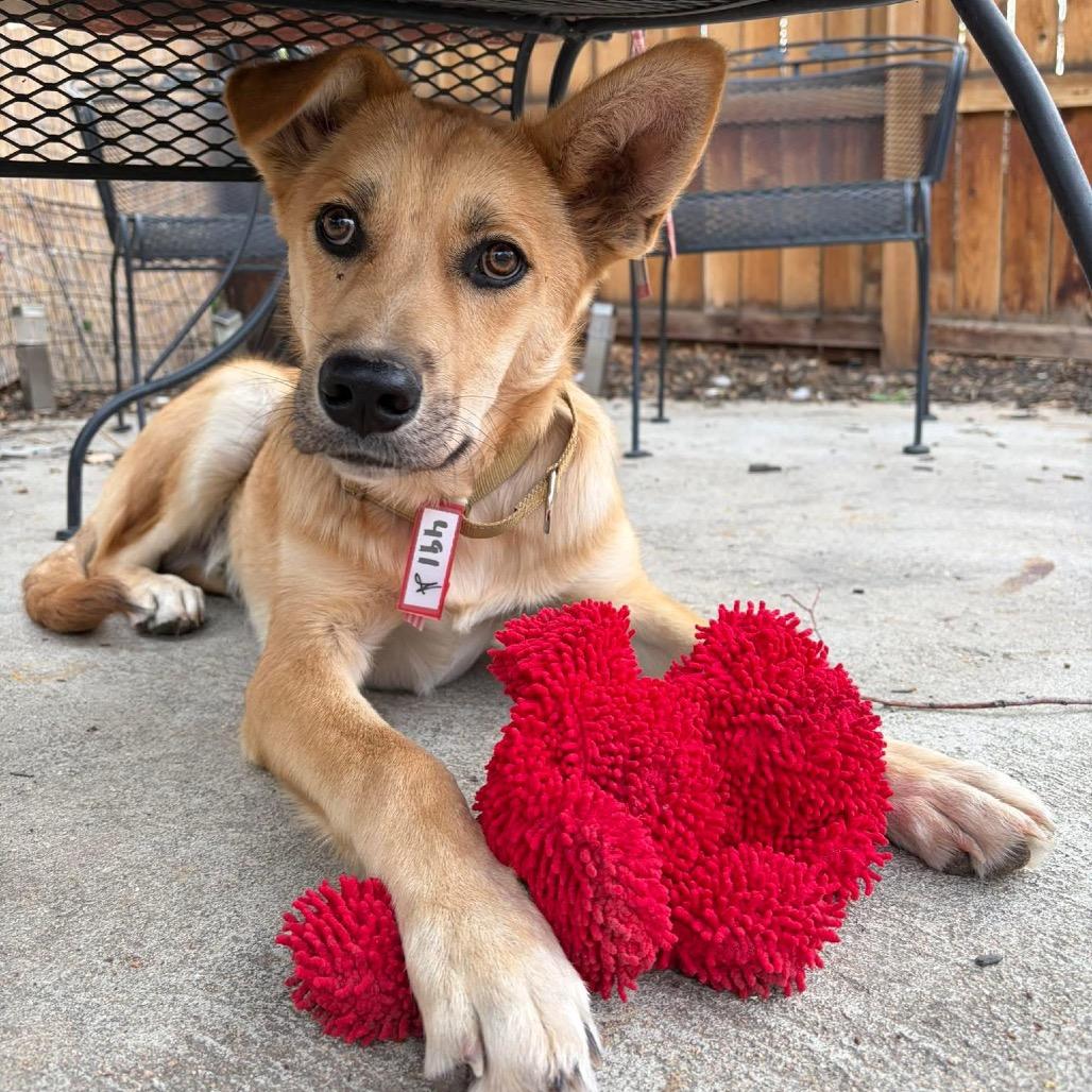 Enlarge 491 (2026) Dingo, a Adoptable Shepherd in Parker, CO image 1/6