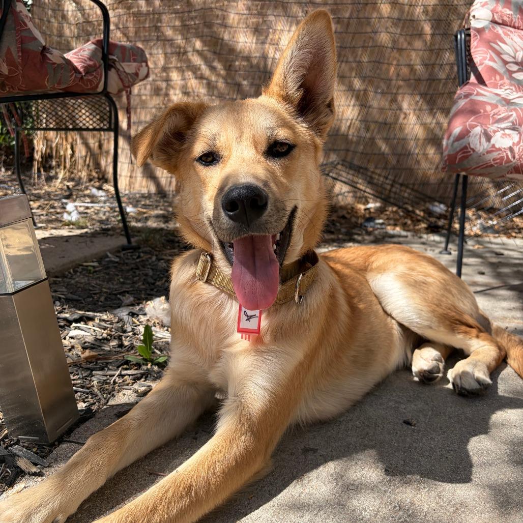 Enlarge 491 (2026) Dingo, a Adoptable Shepherd in Parker, CO image 2/6