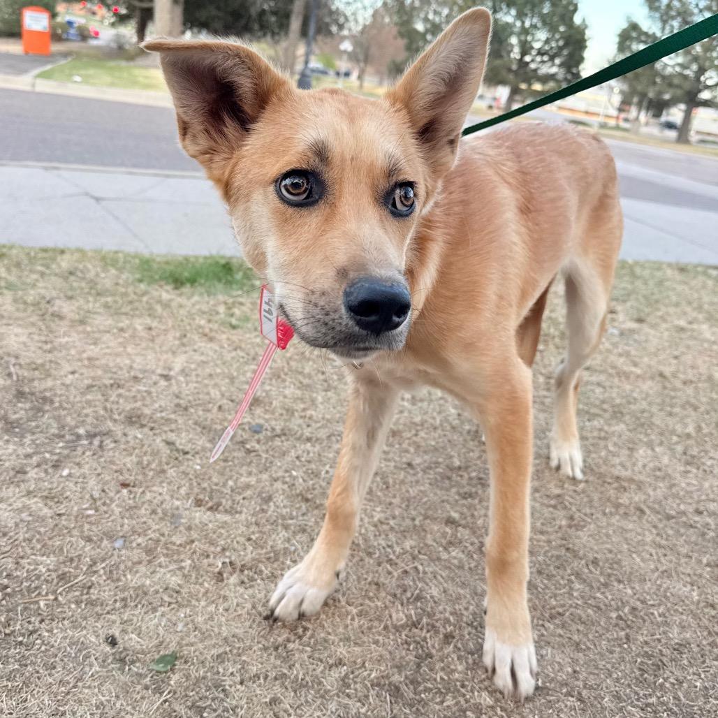 Enlarge 491 (2026) Dingo, a Adoptable Shepherd in Parker, CO image 5/6