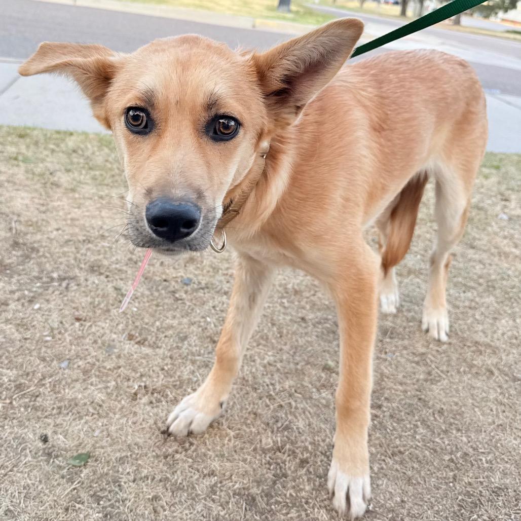 Enlarge 491 (2026) Dingo, a Adoptable Shepherd in Parker, CO image 4/6