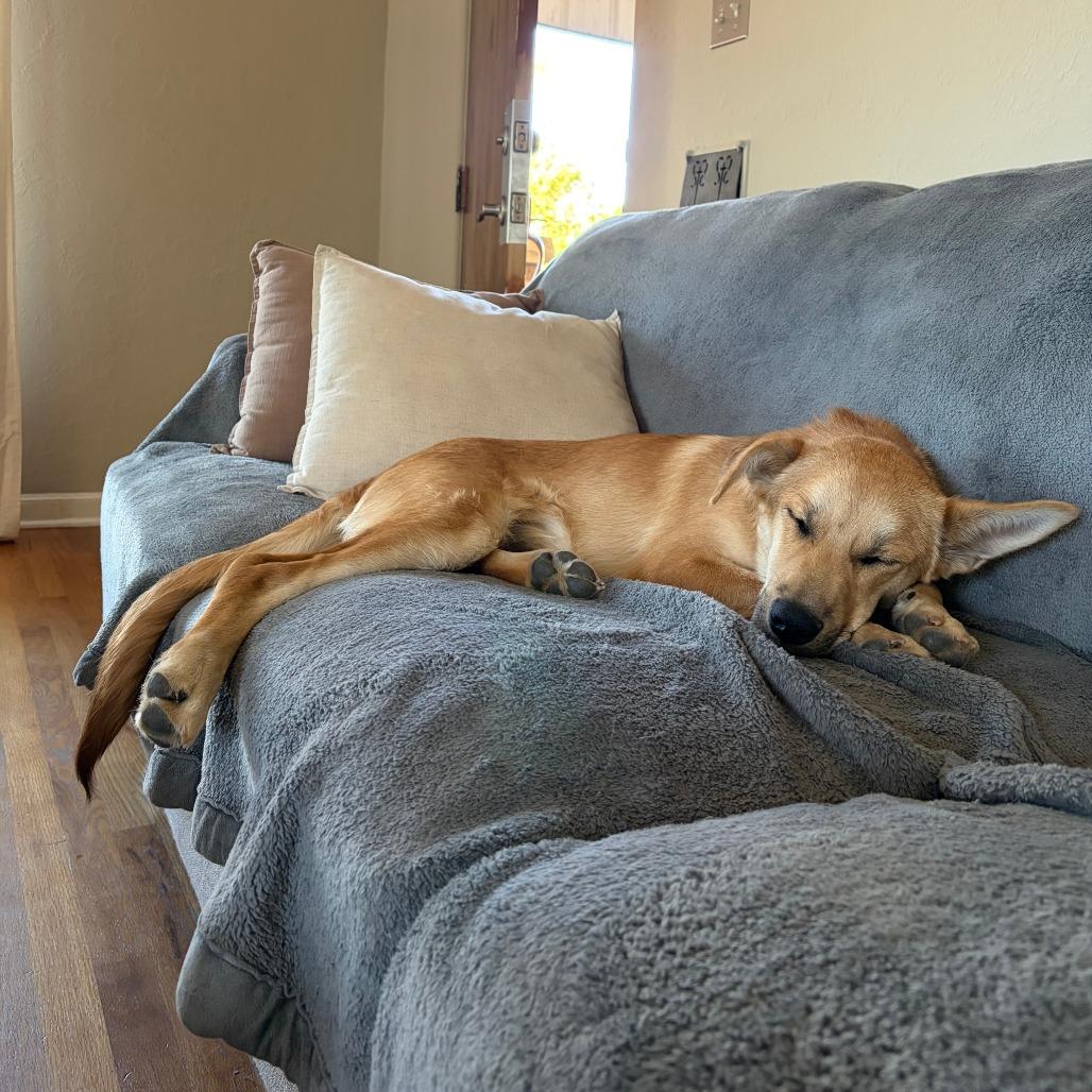 Enlarge 491 (2026) Dingo, a Adoptable Shepherd in Parker, CO image 3/6