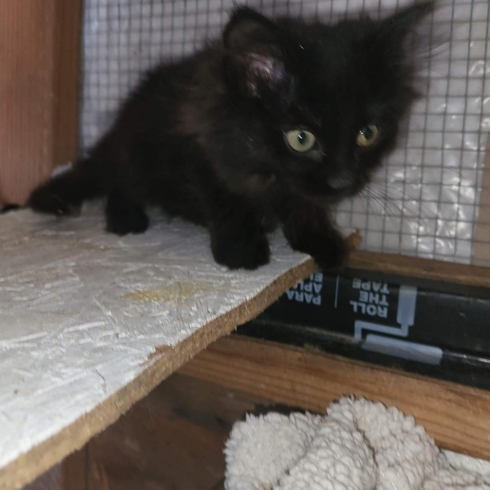 Lucy, Adoptable, Kitten Female Domestic Long Hair.