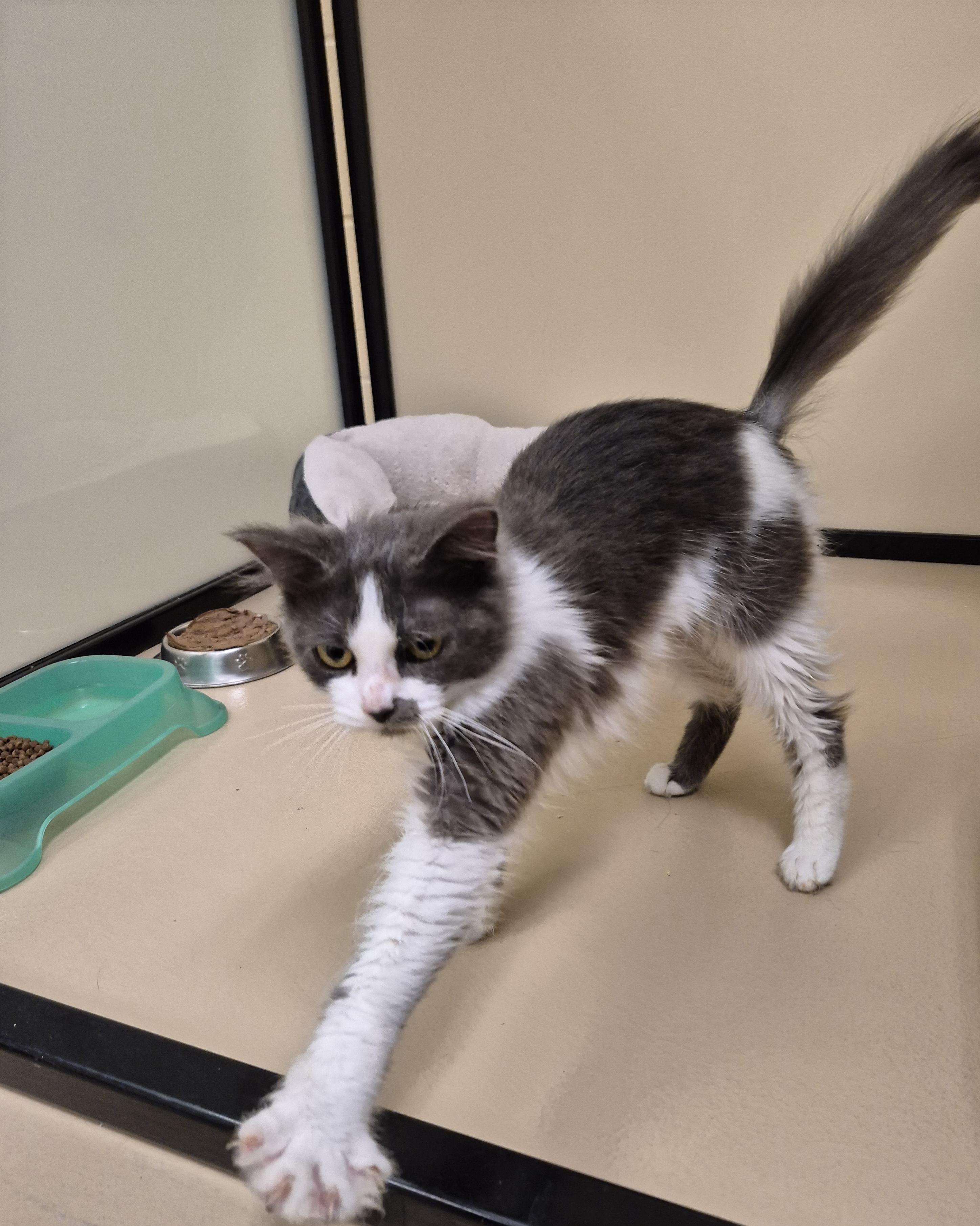 Minka, a ADOPTABLE Domestic Medium Hair in Schertz, TX image 2/5