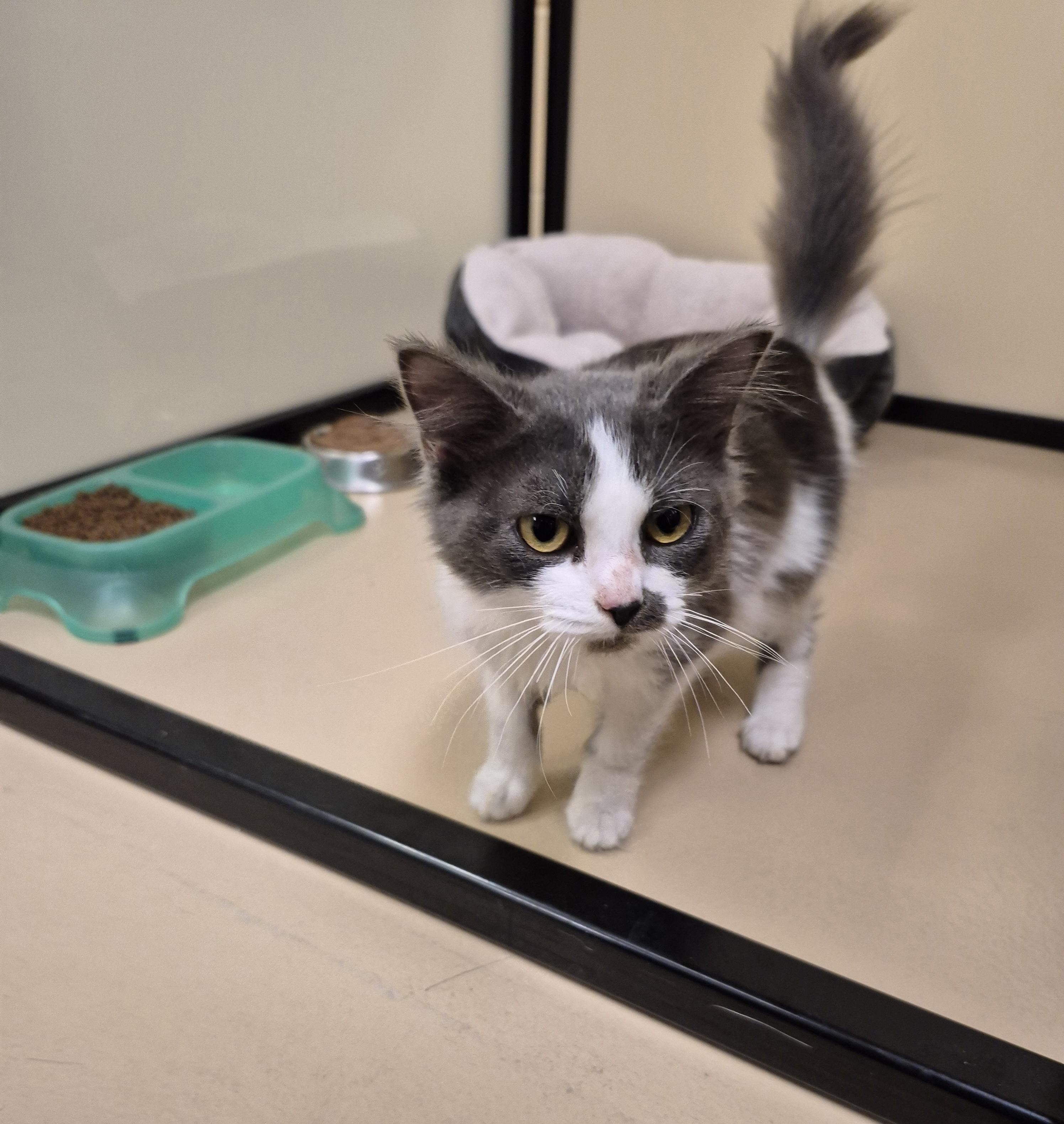 Minka, a ADOPTABLE Domestic Medium Hair in Schertz, TX image 3/5