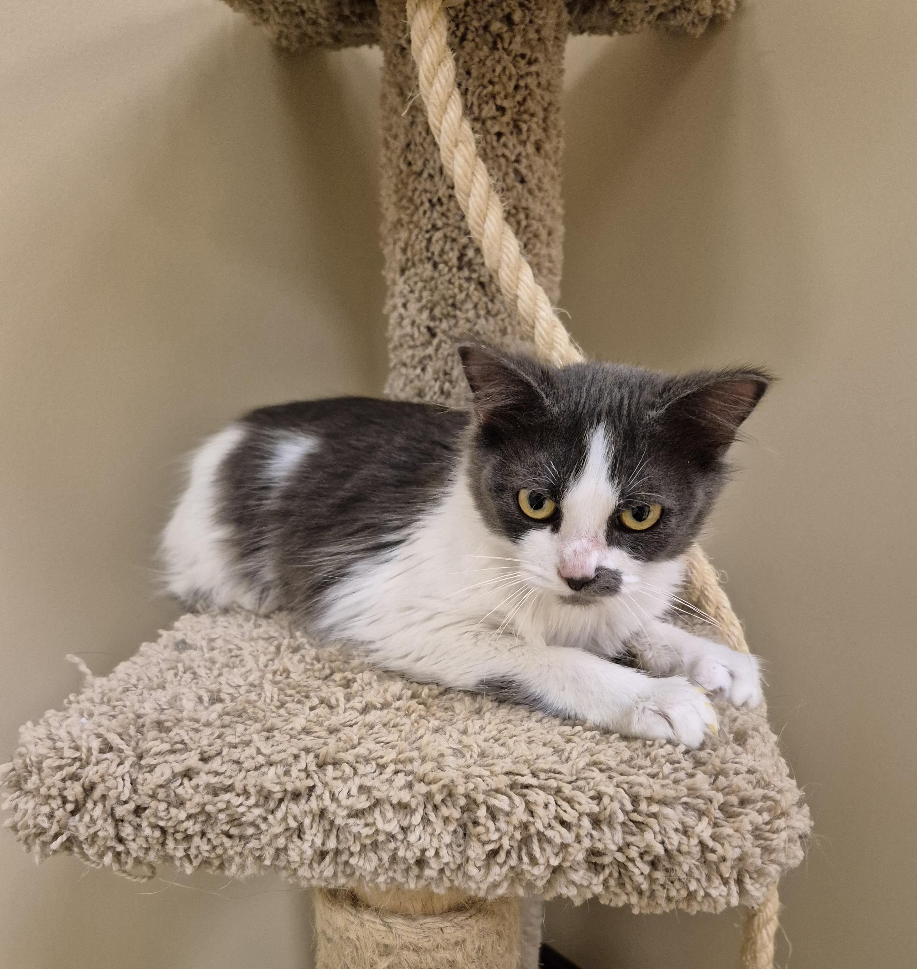 Minka, a ADOPTABLE Domestic Medium Hair in Schertz, TX image 5/5