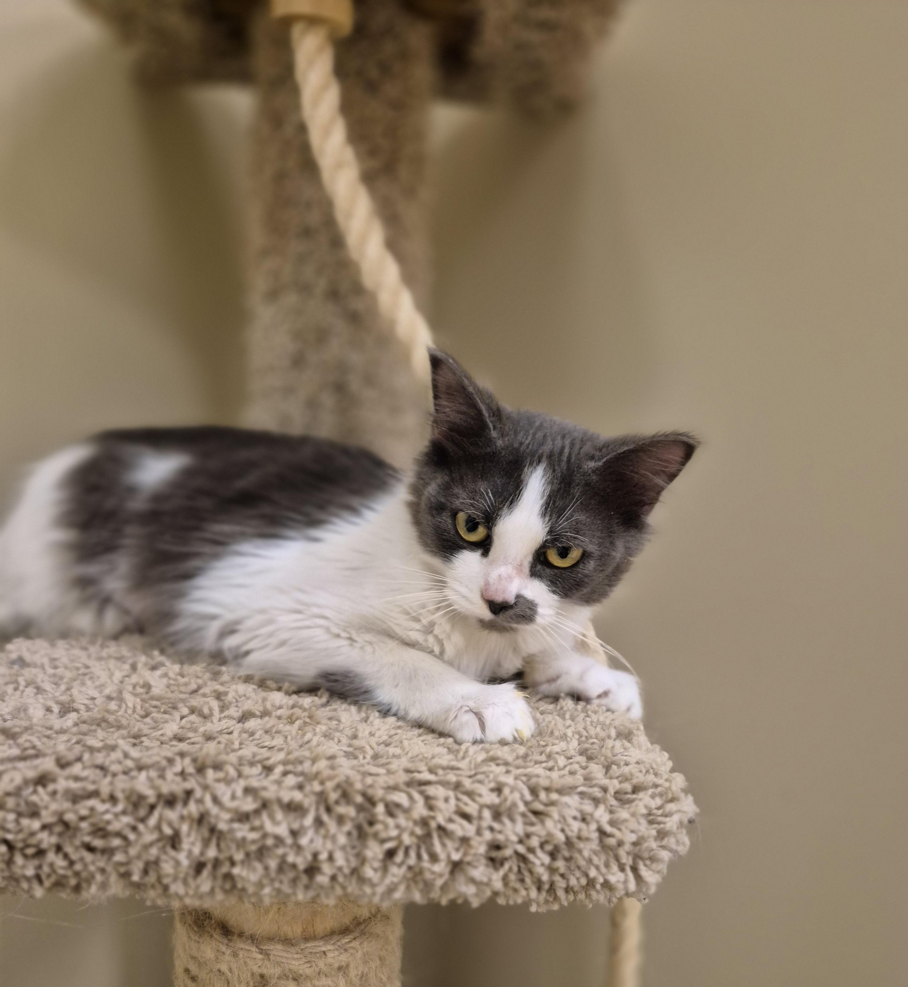 Minka, a ADOPTABLE Domestic Medium Hair in Schertz, TX image 4/5