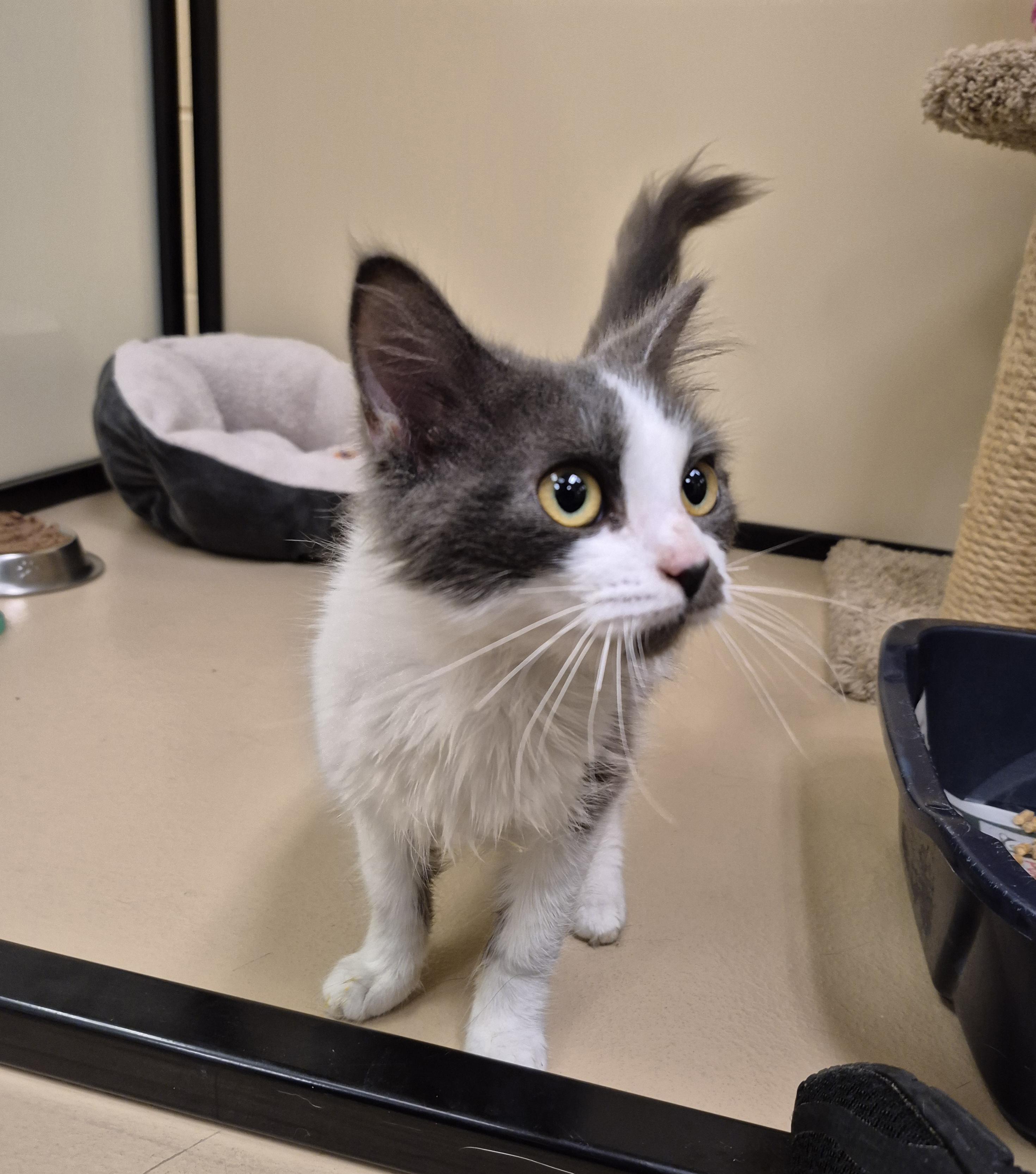 Minka, a ADOPTABLE Domestic Medium Hair in Schertz, TX image 1/5