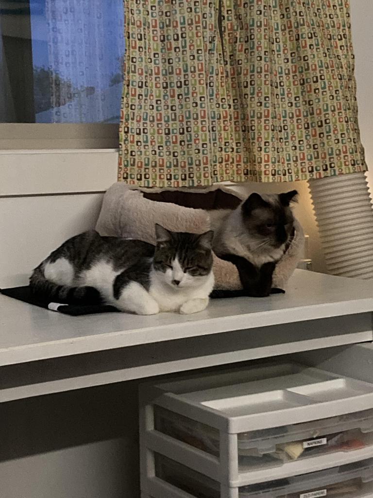 Enlarge Dude - "Buddy, a Adoptable mixed breed in Ontario, OR image 1/4