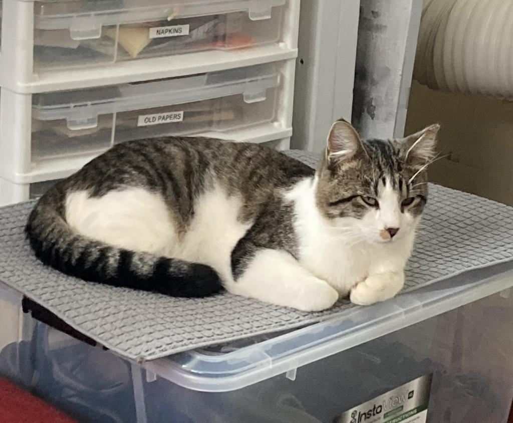 Buddy, Adoptable, Adult Male Domestic Short Hair.