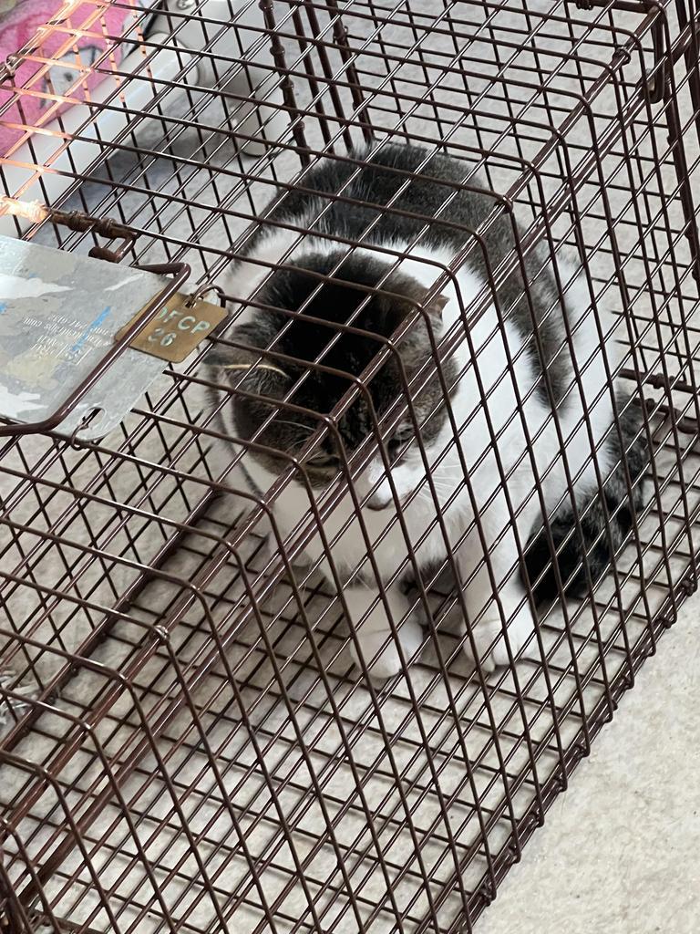 Enlarge Dude - "Buddy, a Adoptable mixed breed in Ontario, OR image 2/4