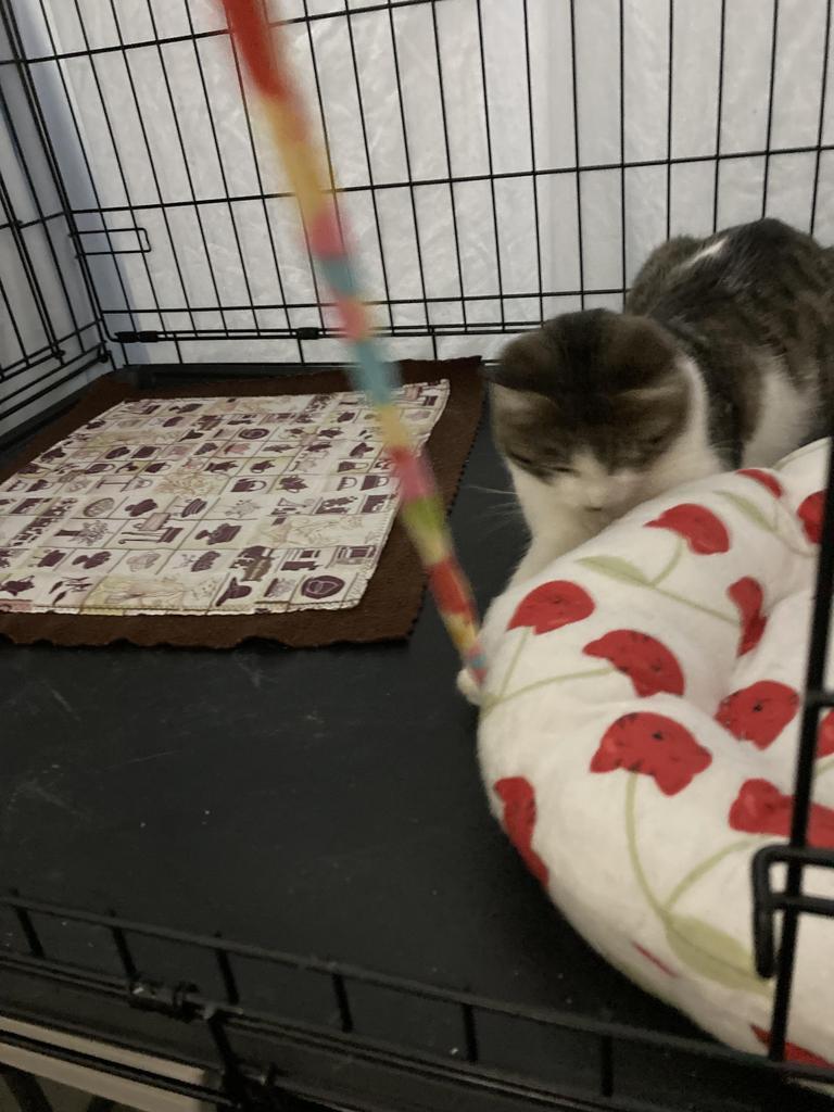 Enlarge Dude - "Buddy, a Adoptable mixed breed in Ontario, OR image 3/4