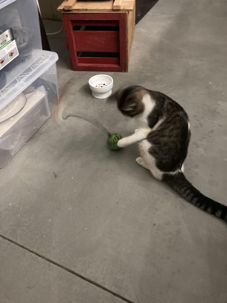 Enlarge Dude - "Buddy, a Adoptable mixed breed in Ontario, OR image 4/4