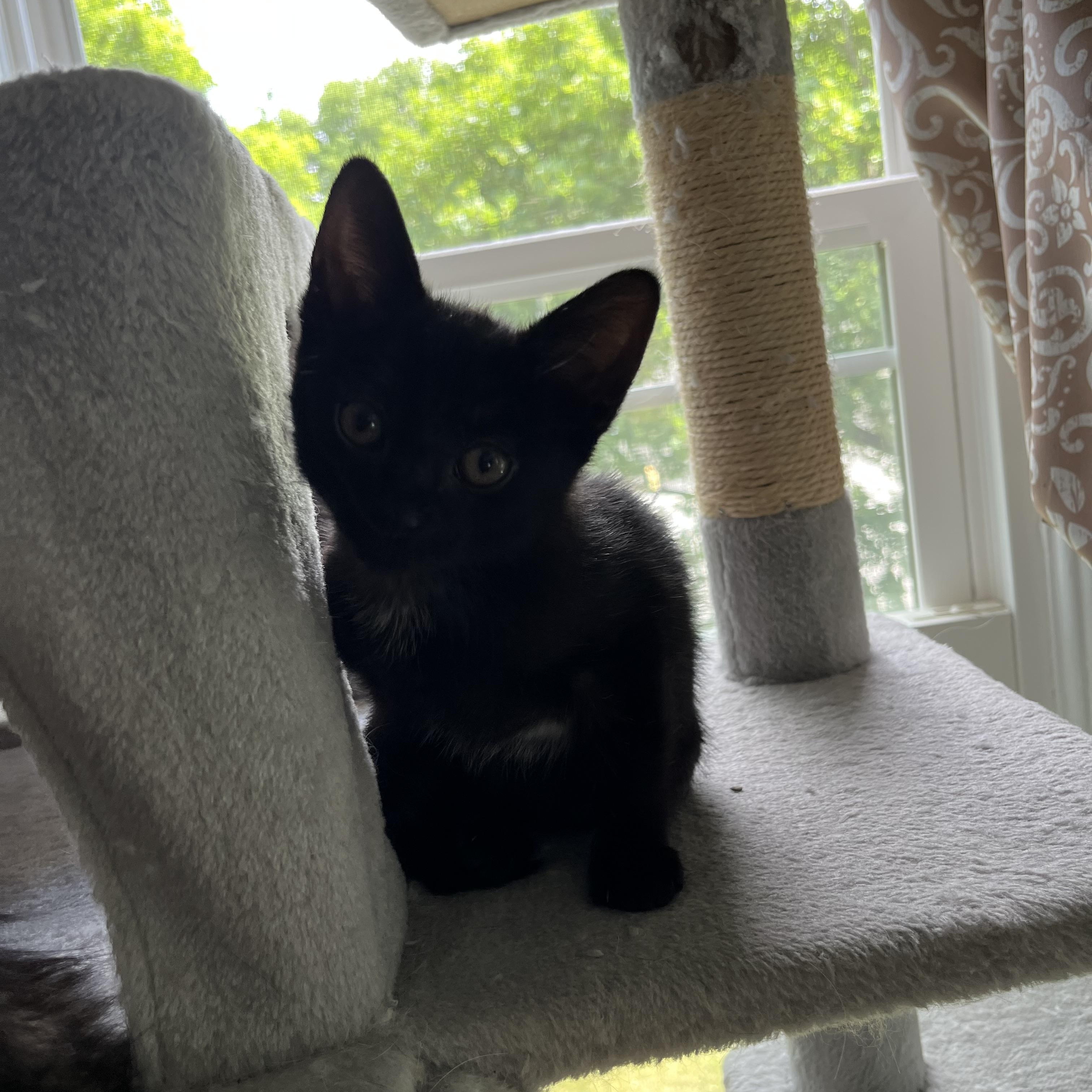 Mira, adopted, Kitten Female Domestic Short Hair.