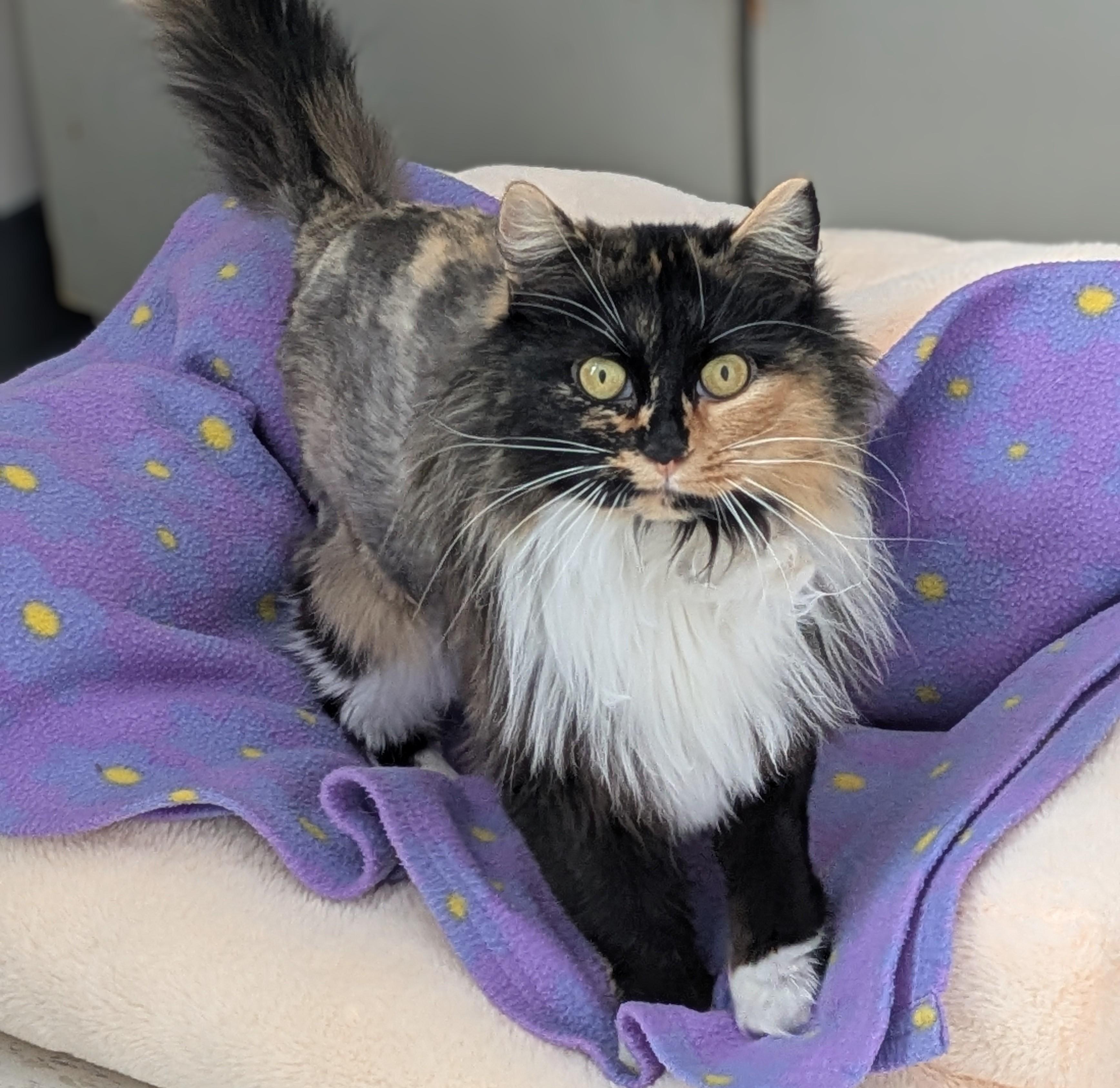 Ariel, ADOPTABLE, Adult Female Domestic Long Hair.