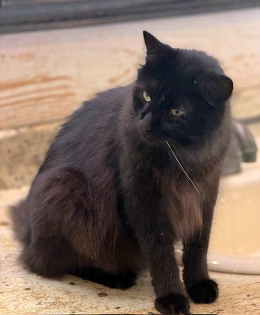 Enlarge LEX - long-haired beauty, a ADOPTABLE mixed breed in Dover, NH image 3/3