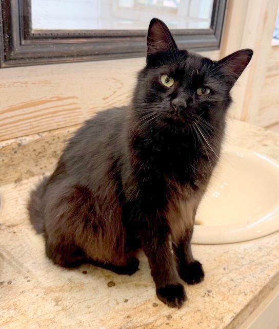 LEX - long-haired beauty, ADOPTABLE, Young Male Domestic Long Hair.