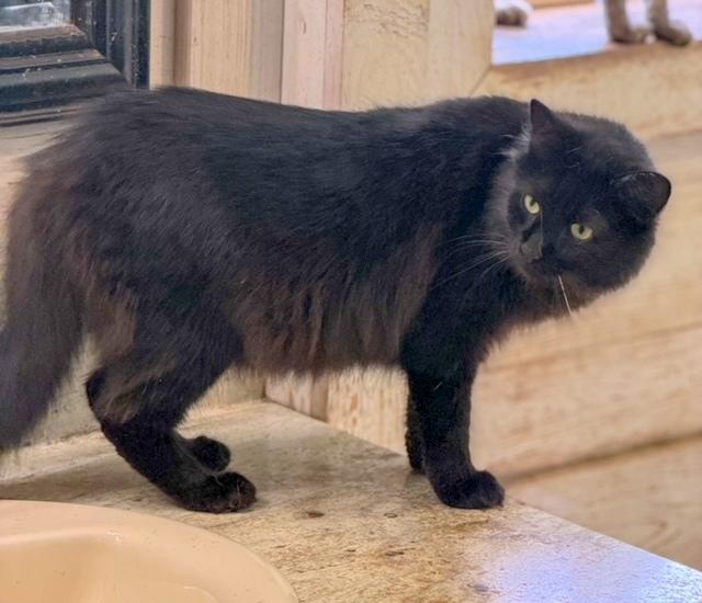 Enlarge LEX - long-haired beauty, a ADOPTABLE mixed breed in Dover, NH image 2/3